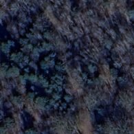Cars in the forest / Voitures en forêt