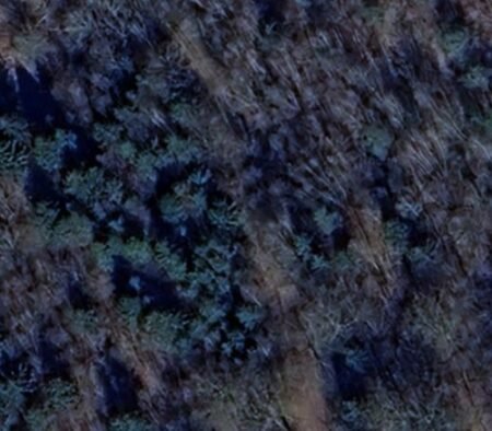 Cars in the forest / Voitures en forêt